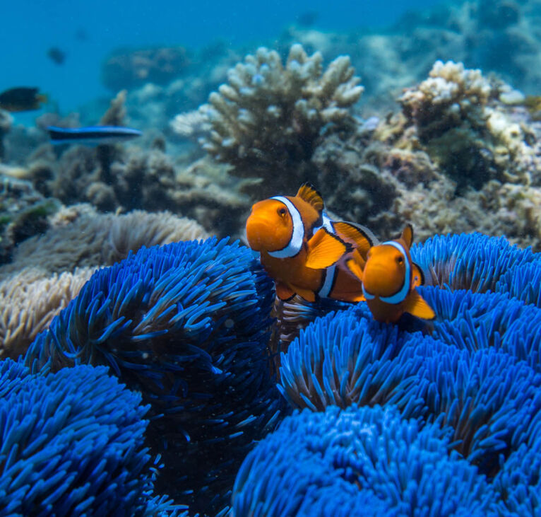 Adventure Snorkel Safari Cairns