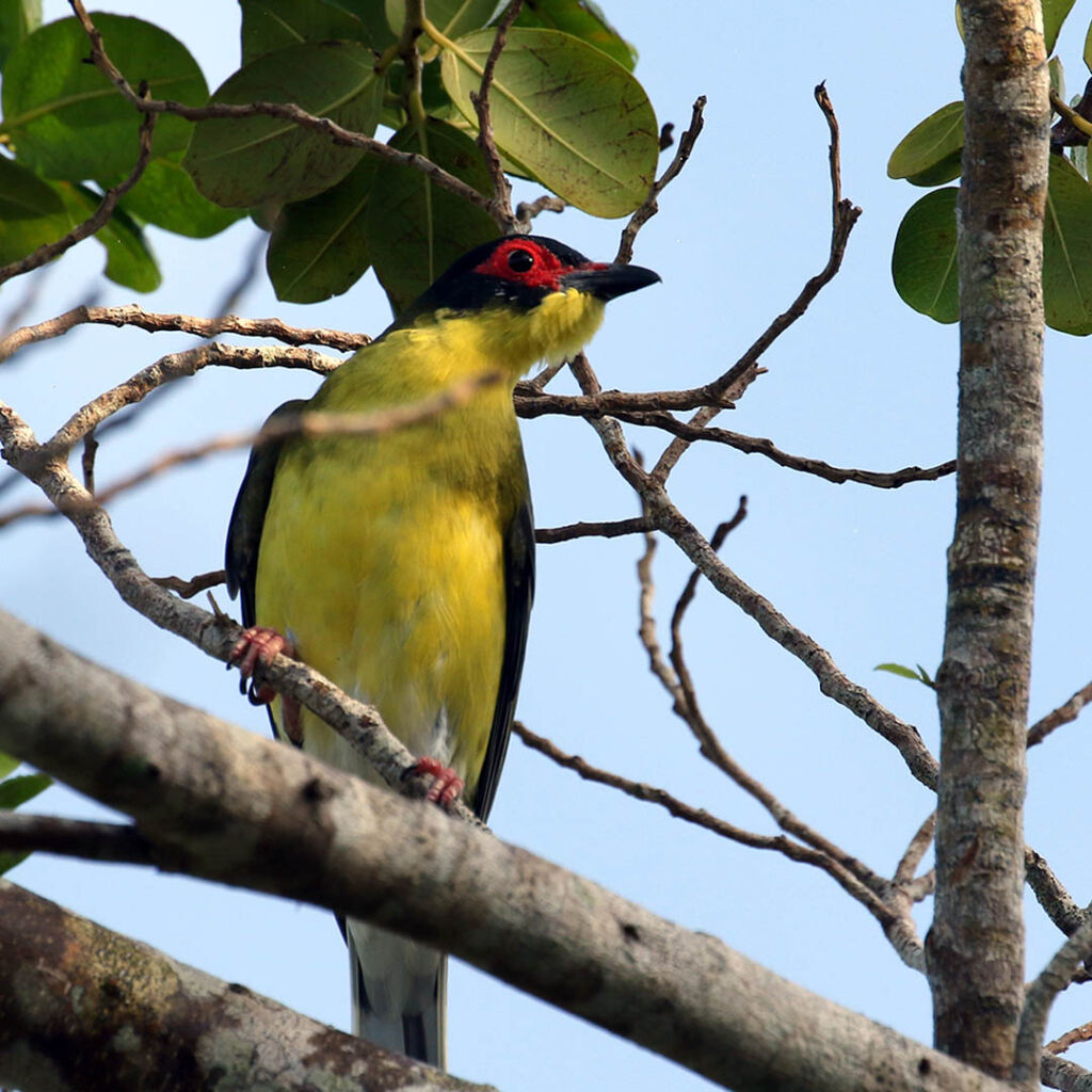 River Cruise 1 Australasian Figbird-male Frankland Island Cruise