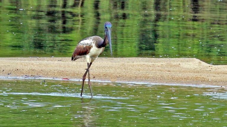 Black-necked-Stork-Juvenile-male-Frankland-Island-Cruise