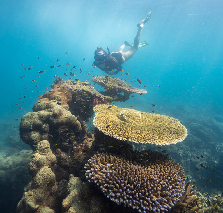 Cairns Snorkel tour - Frankland Island'