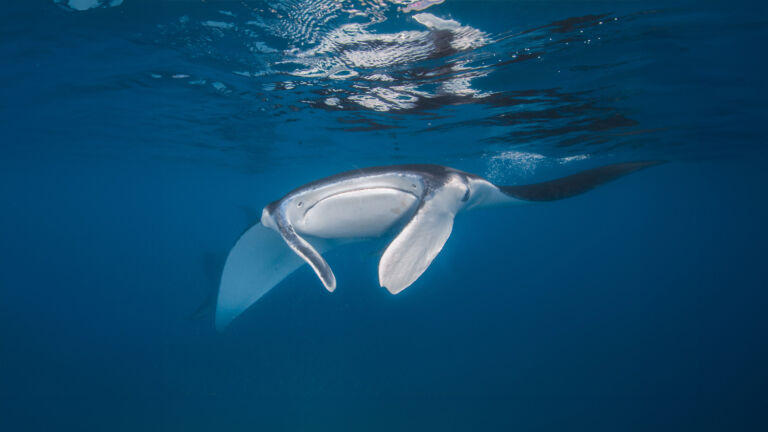 Frankland-Islands-Manta-Rays