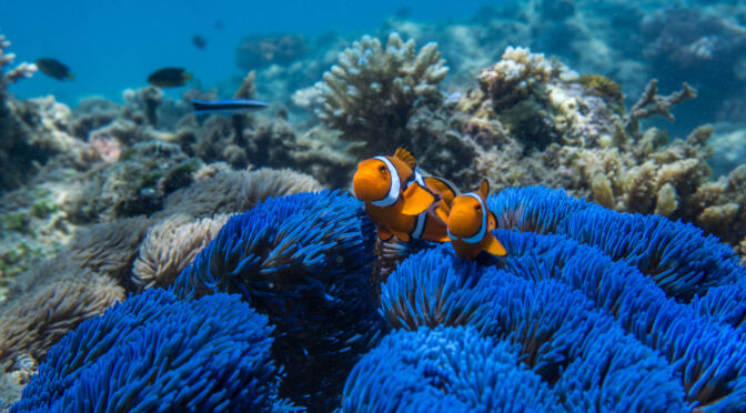 Clownfish (Nemo) on the Great Barrier Reef - Frankland Island