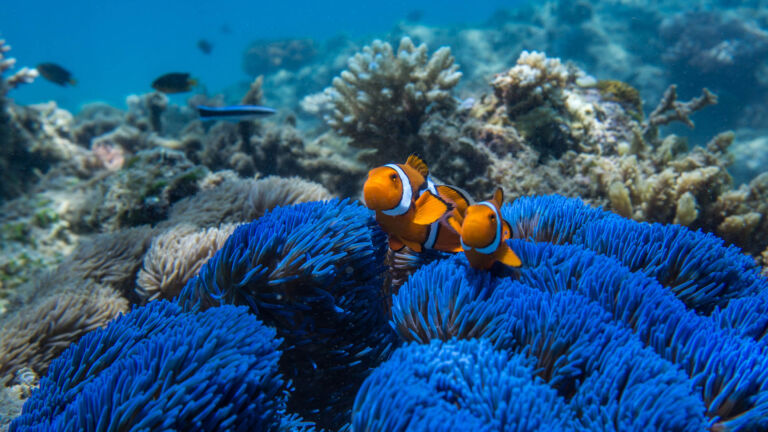 Clownfish (Nemo) on the Great Barrier Reef - Frankland Island