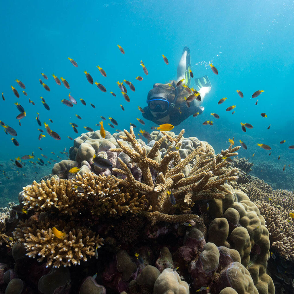 Snorkel the Great Barrier Reef - Frankland Island