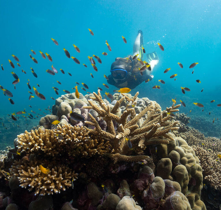 Snorkel the Great Barrier Reef - Frankland Island