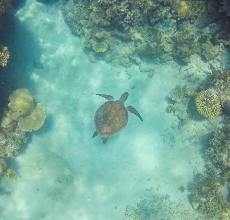 Turtles on the Great Barrier Reef