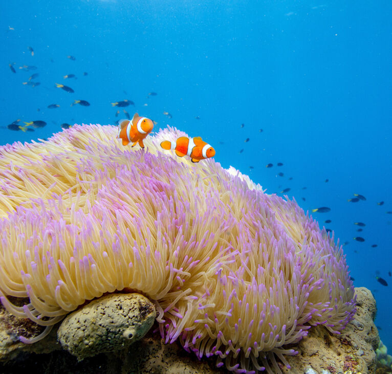 1080x1080_Frankland_Islands-Nemo_Anemone