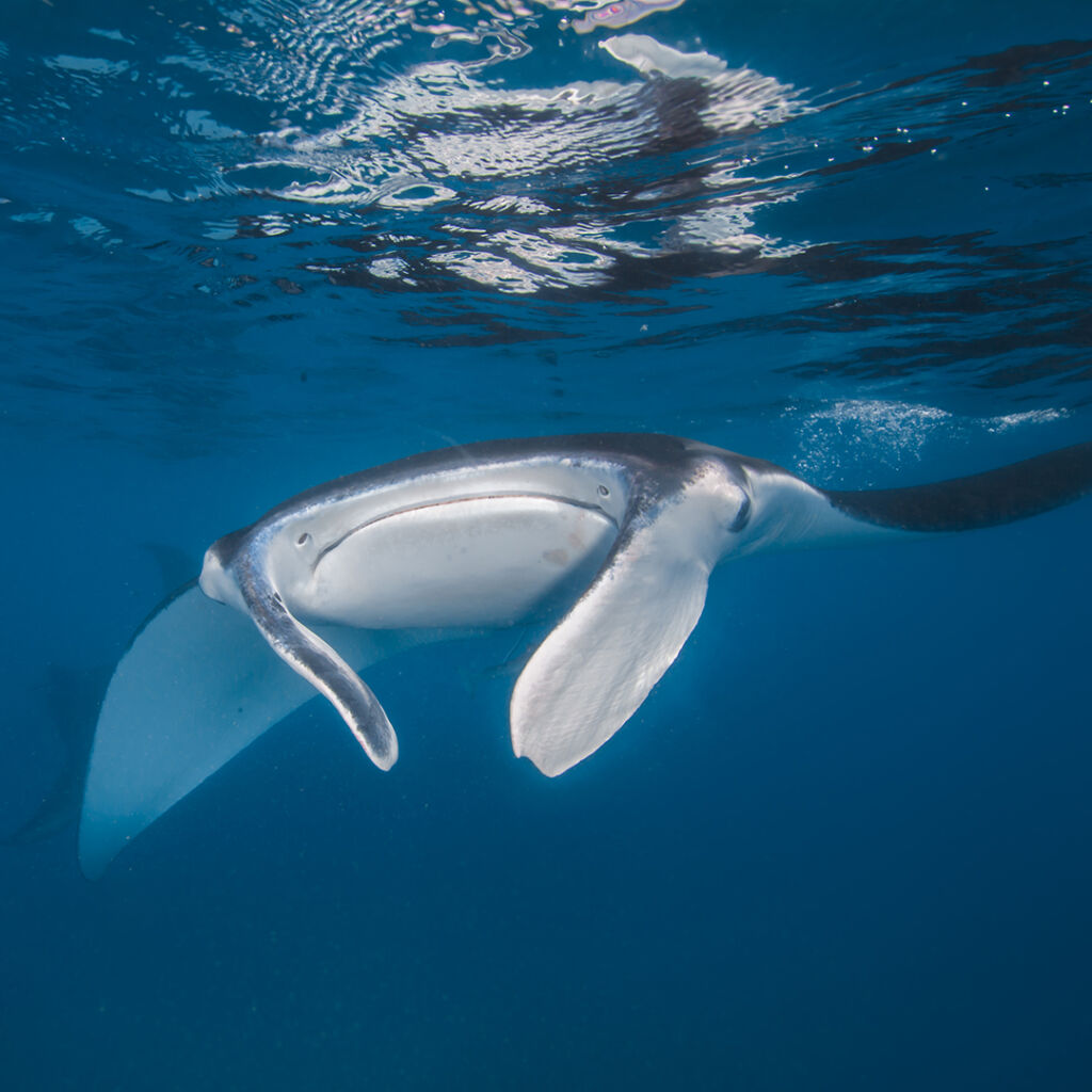 Frankland_Islands-River_Cruise-Manta_Ray