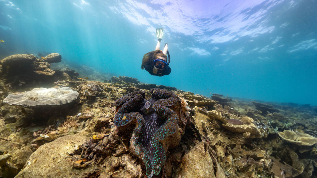 Frankland Islands Diving