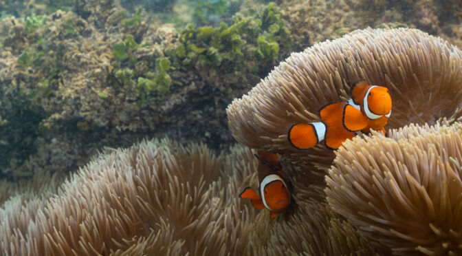 Nemo and Anemone