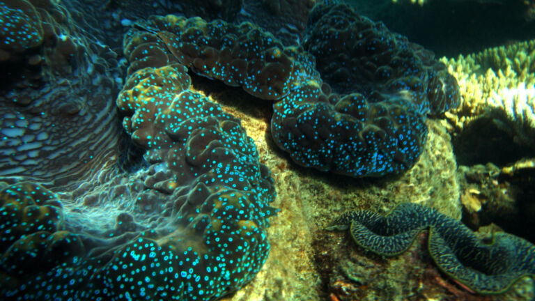 Giant Clam