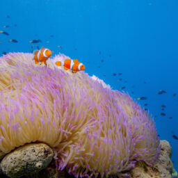 1920x1080 Frankland Islands Nemo Anemone1