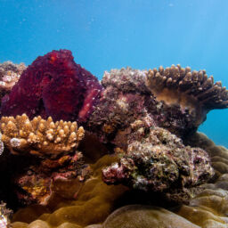 1920x1080 Frankland Islands Nemo Octopus