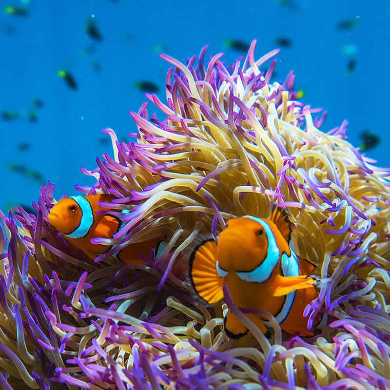 About the Great Barrier Reef 1 Fringing reefs around the Frankland Islands