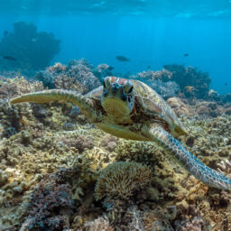 Frankland-Island-Great-Barrier-Reef