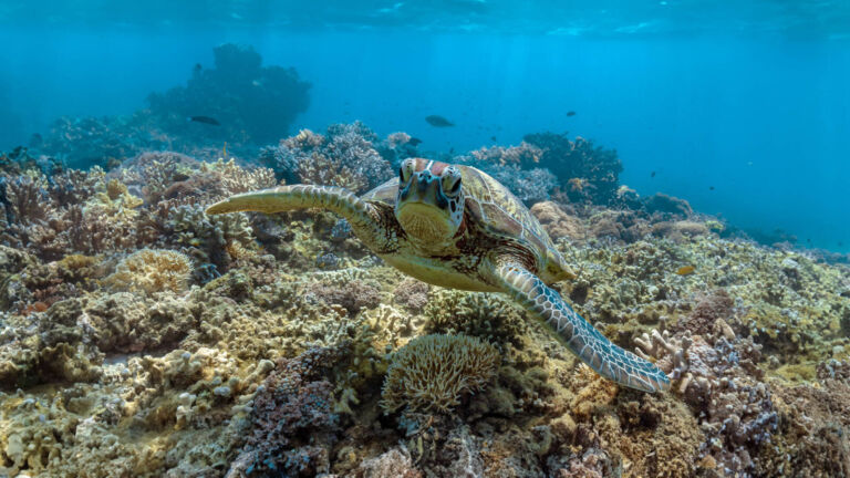 Frankland-Island-Great-Barrier-Reef