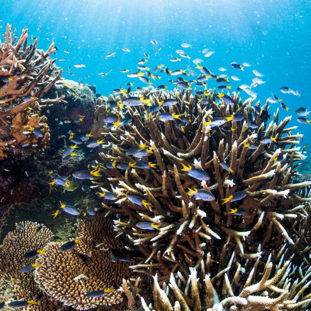 Frankland Islands Coral Reefs