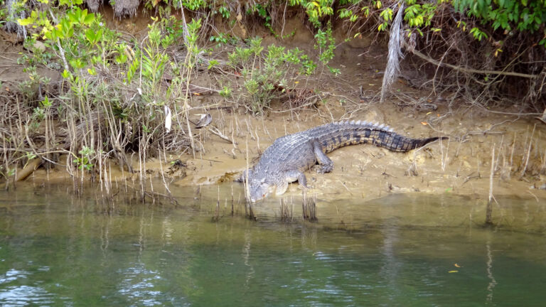 Frankland_Islands-River_Cruise-Crocodile