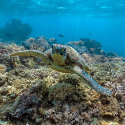 GBR_Turtles