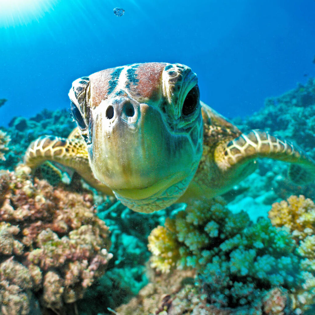 Green Turtle on the Great Barrier Reef