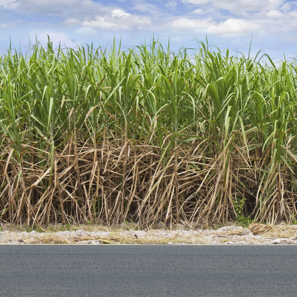Sugarcane from Gordonvale town
