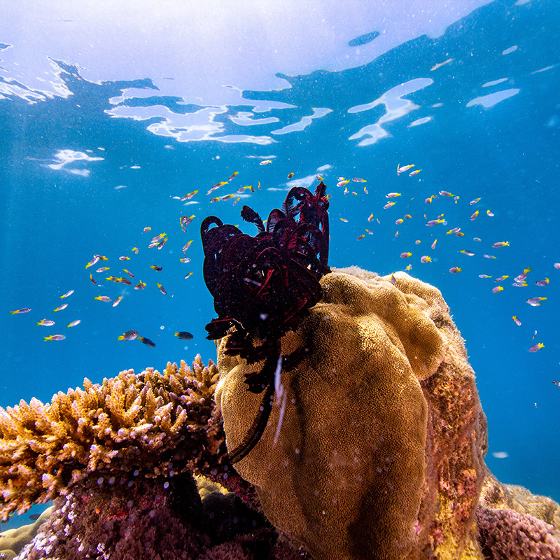 frankland islands coral marine life