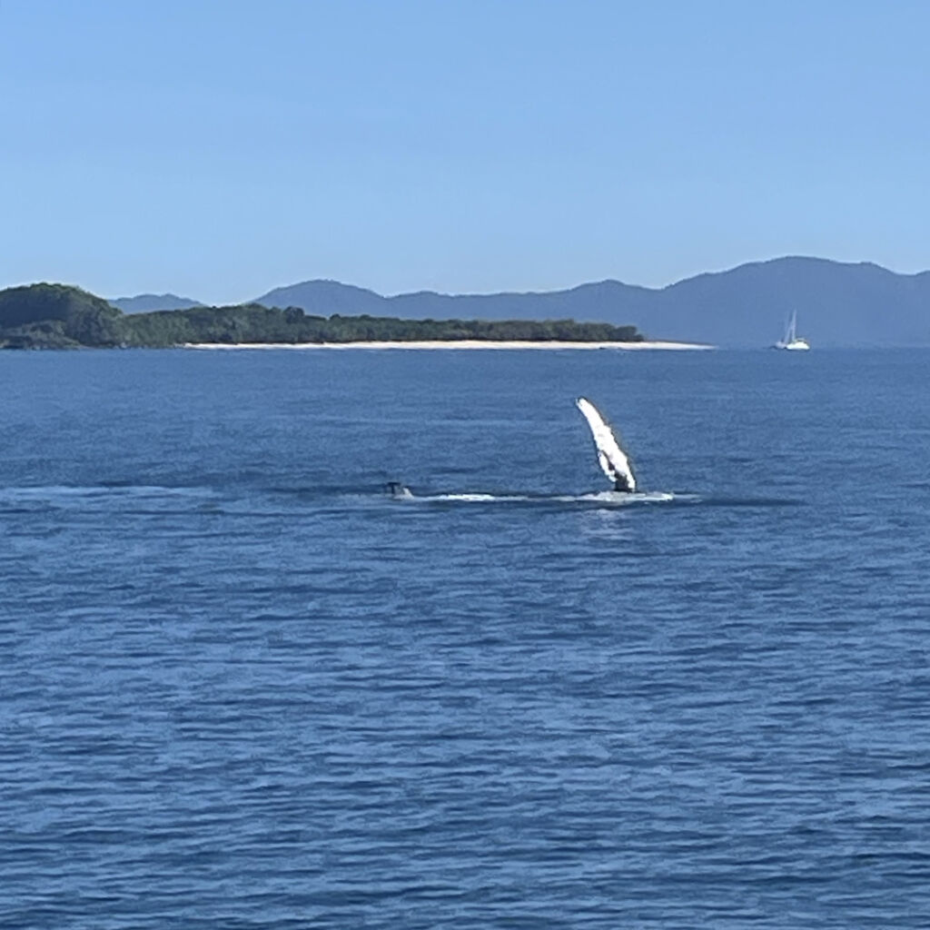 frankland-islands-humpback-whale