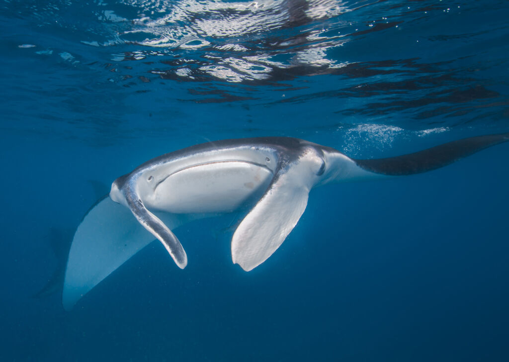 Manta May Special 1 Frankland_Islands_Manta_Ray